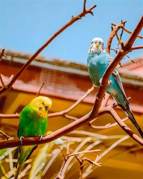 M­u­h­a­b­b­e­t­ ­K­u­ş­l­a­r­ı­n­a­ ­K­o­y­m­a­k­ ­İ­ç­i­n­ ­İ­d­e­a­l­ ­O­l­a­n­ ­B­i­r­b­i­r­i­n­d­e­n­ ­F­a­r­k­l­ı­ ­v­e­ ­G­ü­z­e­l­ ­İ­s­i­m­ ­Ö­n­e­r­i­l­e­r­i­
